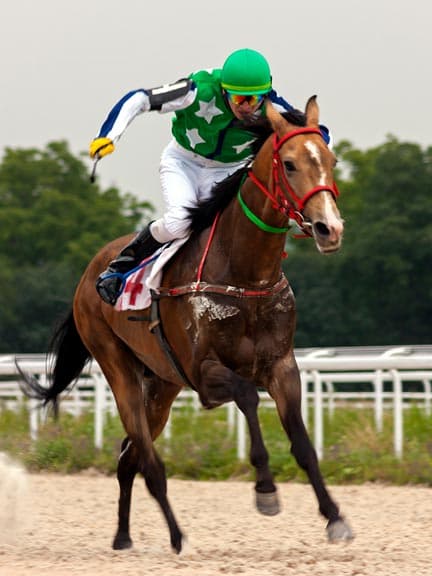 stock image of a horse